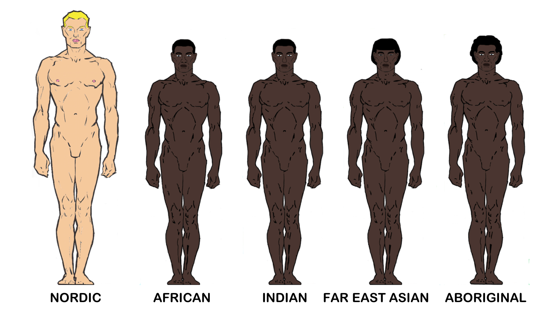 1 человек 5 7 5 6. Арийская раса. Арийская раса Нордическая раса Телосложение. Телосложение разных рас. Фигуры разных рас.